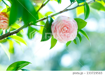春の日差しに輝く乙女椿の花 — 柔らかなピンクが彩る癒しの風景 春の日差しに輝く乙女椿の花 — 柔らかなピンクが彩る癒しの風景 133729583