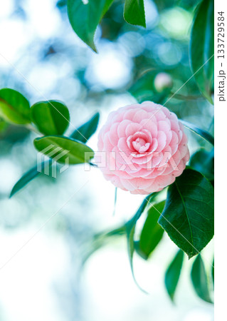 春の日差しに輝く乙女椿の花 — 柔らかなピンクが彩る癒しの風景 133729584