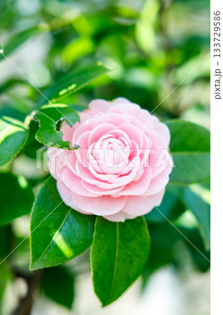 春の日差しに輝く乙女椿の花 — 柔らかなピンクが彩る癒しの風景 133729586