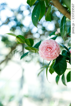 春の日差しに輝く乙女椿の花 — 柔らかなピンクが彩る癒しの風景 春の日差しに輝く乙女椿の花 — 柔らかなピンクが彩る癒しの風景 133729587