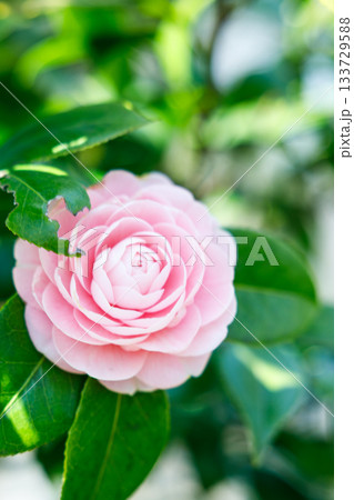 春の日差しに輝く乙女椿の花 — 柔らかなピンクが彩る癒しの風景 133729588