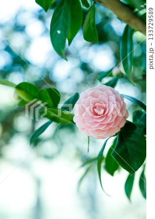 春の日差しに輝く乙女椿の花 — 柔らかなピンクが彩る癒しの風景 133729589