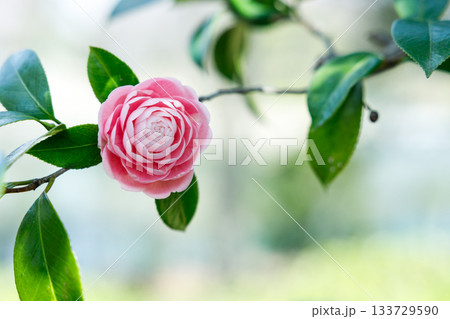 春の日差しに輝く乙女椿の花 — 柔らかなピンクが彩る癒しの風景 133729590