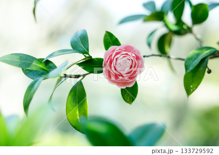 春の日差しに輝く乙女椿の花 — 柔らかなピンクが彩る癒しの風景 133729592