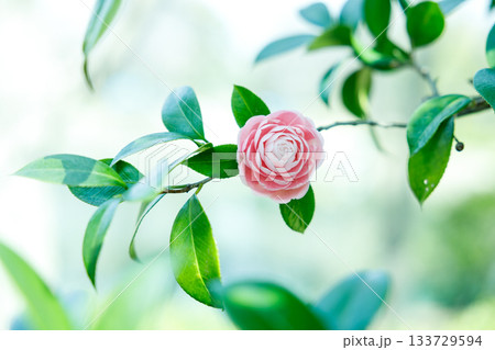 春の日差しに輝く乙女椿の花 — 柔らかなピンクが彩る癒しの風景 春の日差しに輝く乙女椿の花 — 柔らかなピンクが彩る癒しの風景 133729594