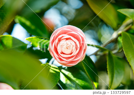 春の日差しに輝く乙女椿の花 — 柔らかなピンクが彩る癒しの風景 133729597