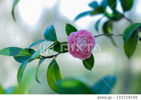 春の日差しに輝く乙女椿の花 — 柔らかなピンクが彩る癒しの風景 春の日差しに輝く乙女椿の花 — 柔らかなピンクが彩る癒しの風景 133729598