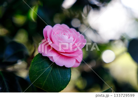 春の日差しに輝く乙女椿の花 — 柔らかなピンクが彩る癒しの風景 春の日差しに輝く乙女椿の花 — 柔らかなピンクが彩る癒しの風景 133729599
