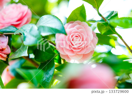 春の日差しに輝く乙女椿の花 — 柔らかなピンクが彩る癒しの風景 133729600