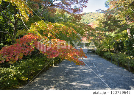小倉山二尊院　色づき始めた紅葉の馬場10 133729645
