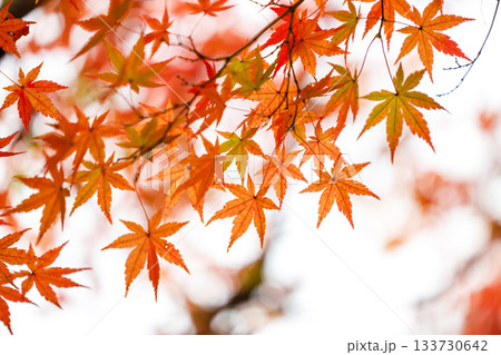 秋の光に染まる紅葉の葉 — 赤とオレンジが織りなす日本の秋景色 133730642