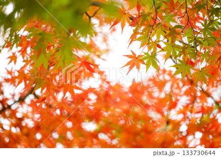 秋の光に染まる紅葉の葉 — 赤とオレンジが織りなす日本の秋景色 133730644