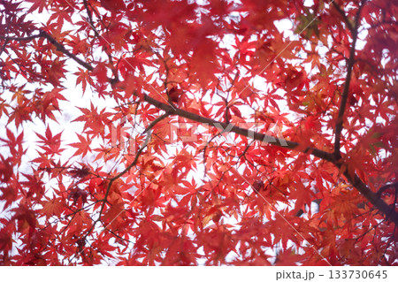 秋の光に染まる紅葉の葉 — 赤とオレンジが織りなす日本の秋景色 133730645