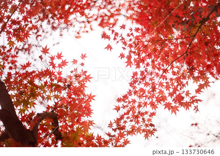 秋の光に染まる紅葉の葉 — 赤とオレンジが織りなす日本の秋景色 133730646