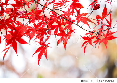 秋の光に染まる紅葉の葉 — 赤とオレンジが織りなす日本の秋景色 秋の光に染まる紅葉の葉 — 赤とオレンジが織りなす日本の秋景色 133730648