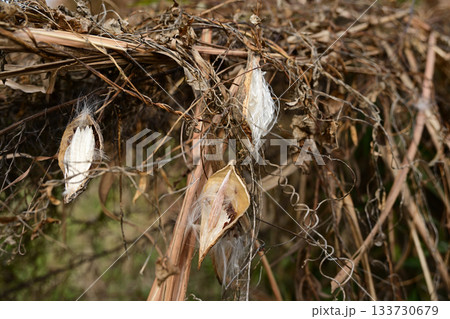 ガガイモの種子と白い綿毛 133730679