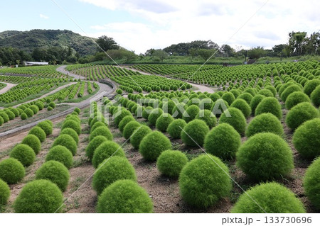 大きなコキアの丘 大きなコキアの丘 133730696