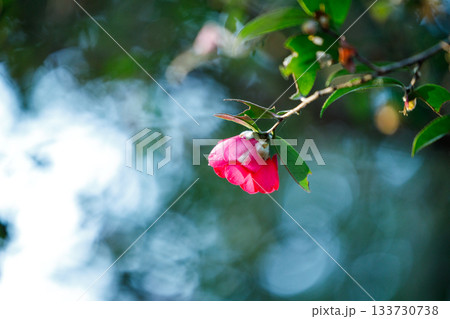 冬の陽だまりに咲く山茶花 — 光に透ける紅色の花びらが美しい季節の花 冬の陽だまりに咲く山茶花 — 光に透ける紅色の花びらが美しい季節の花 133730738