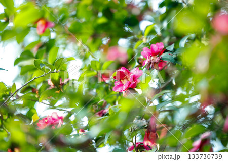 冬の陽だまりに咲く山茶花 — 光に透ける紅色の花びらが美しい季節の花 冬の陽だまりに咲く山茶花 — 光に透ける紅色の花びらが美しい季節の花 133730739