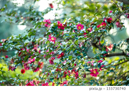冬の陽だまりに咲く山茶花 — 光に透ける紅色の花びらが美しい季節の花 冬の陽だまりに咲く山茶花 — 光に透ける紅色の花びらが美しい季節の花 133730740