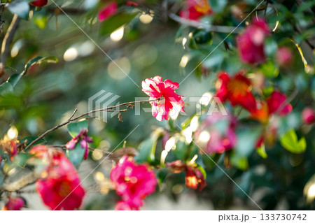 冬の陽だまりに咲く山茶花 — 光に透ける紅色の花びらが美しい季節の花 133730742