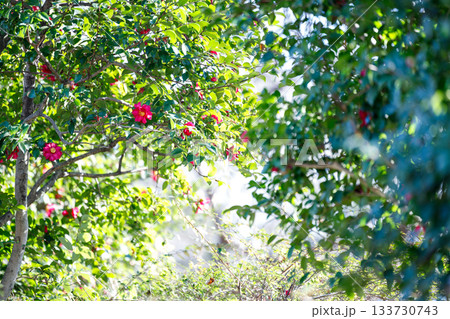 冬の陽だまりに咲く山茶花 — 光に透ける紅色の花びらが美しい季節の花 133730743