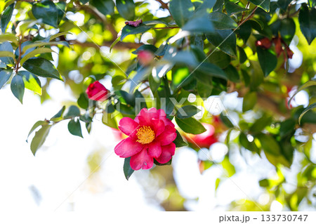 冬の陽だまりに咲く山茶花 — 光に透ける紅色の花びらが美しい季節の花 133730747