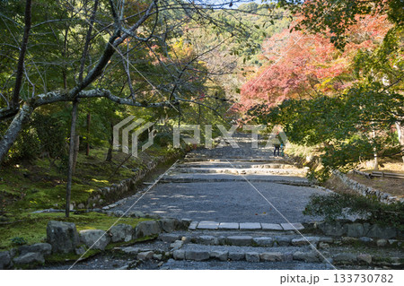 小倉山二尊院　色づき始めた紅葉の馬場12 133730782