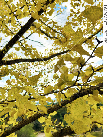 黄色く色づいたイチョウの葉 黄色く色づいたイチョウの葉 133730791