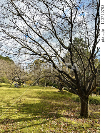 芝生と枯れ木 133730792