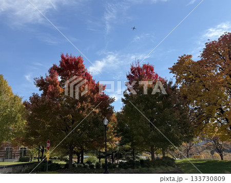 紅葉した街路樹と秋の空 133730809