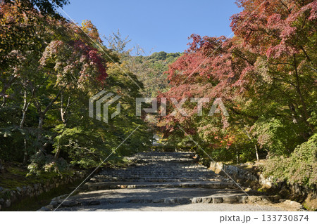 小倉山二尊院　色づき始めた紅葉の馬場14 133730874