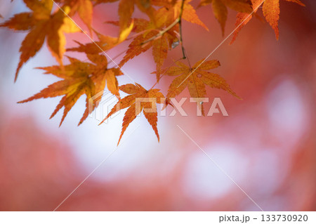 鮮やかな紅葉 鮮やかな紅葉 133730920