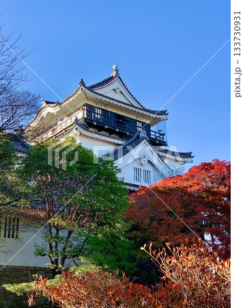 青空と紅葉に彩られた岡崎城天守閣を仰ぎ見る〈岡崎城公園/愛知県岡崎市〉 青空と紅葉に彩られた岡崎城天守閣を仰ぎ見る〈岡崎城公園/愛知県岡崎市〉 133730931