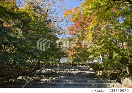 小倉山二尊院 色づき始めた紅葉の馬場16 小倉山二尊院 色づき始めた紅葉の馬場16 133730970