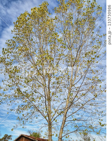 The photo shows a tall deciduous tree with a branched crown. The tree is in a late autumn state, as there are few leaves of pale green or yellowish color left on it.  133730986