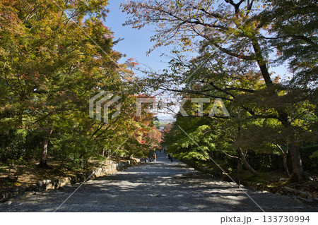 小倉山二尊院　色づき始めた紅葉の馬場18 133730994