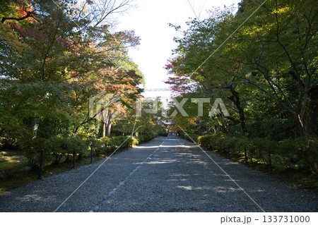 小倉山二尊院　色づき始めた紅葉の馬場19 133731000