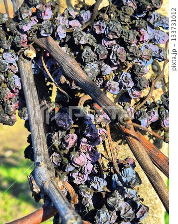 The photo shows dry, wilted grapes left on wooden or dry branches/vines. The photo shows dry, wilted grapes left on wooden or dry branches/vines. 133731012