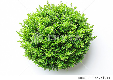 Minimalist aesthetic. Home decor. Top view. Potted Thuja tree with fleshy leaves on a white background. Cottage garden. 133731044