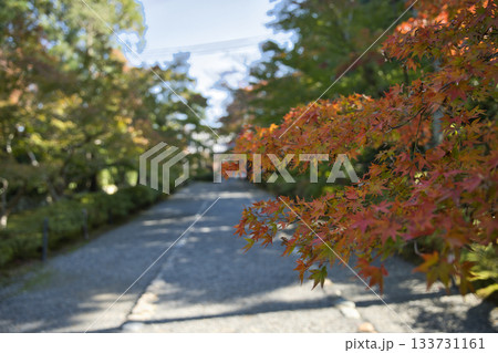 小倉山二尊院 色づき始めた紅葉の馬場22 小倉山二尊院 色づき始めた紅葉の馬場22 133731161