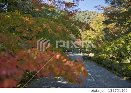 小倉山二尊院　色づき始めた紅葉の馬場24 133731163