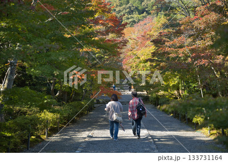 小倉山二尊院　色づき始めた紅葉の馬場25 133731164