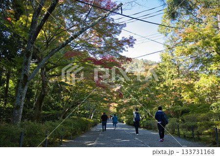 小倉山二尊院 色づき始めた紅葉の馬場29 小倉山二尊院 色づき始めた紅葉の馬場29 133731168