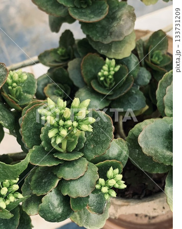 calm indoor scene featuring textured waxy leaves and clustered budding succulents calm indoor scene featuring textured waxy leaves and clustered budding succulents 133731209