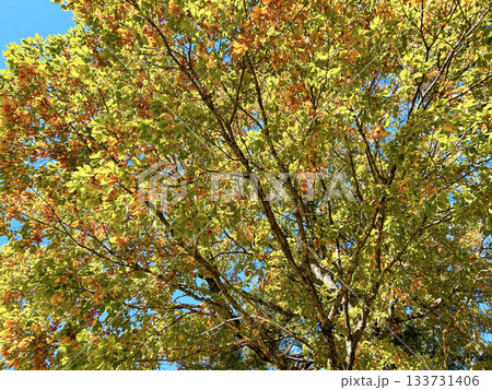 紅葉したモミジと空 133731406