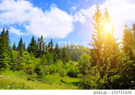 Bright Sun Flare Over Lush Green Mountain Valley and Coniferous Forest. Mount Hoverla, Carpathians, Ukraine 133731426