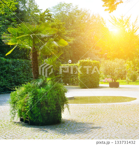 Paved Courtyard with Palm Trees and Hedges in a Bright Summer Park Paved Courtyard with Palm Trees and Hedges in a Bright Summer Park 133731432