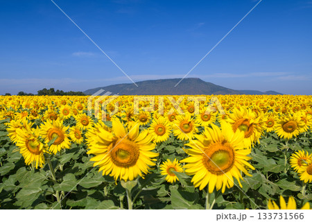 Sunflower plantation with a blue sky background.Close up of sunflower on farm. Rural landscape at Lop buri 133731566