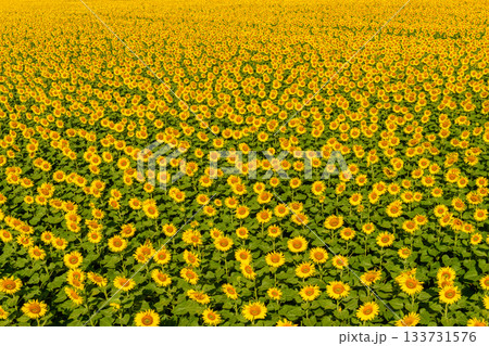 aerial view of Sunflower field. beautiful sunflower on farm. Rural landscape at Lop buri THAILAND aerial view of Sunflower field. beautiful sunflower on farm. Rural landscape at Lop buri THAILAND 133731576